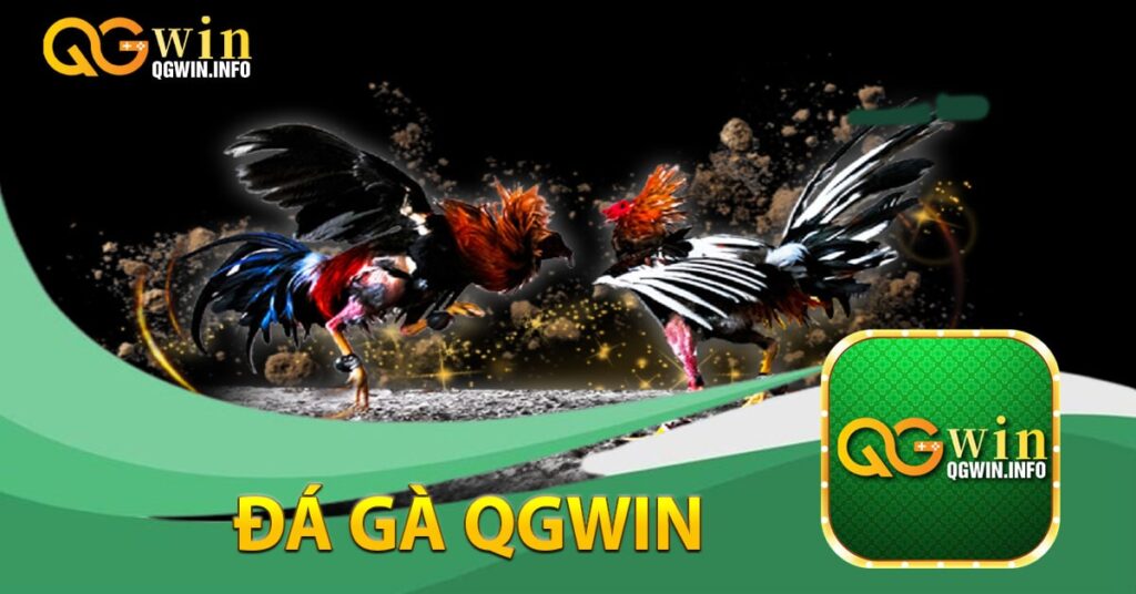 Đá gà Qgwin là gì?